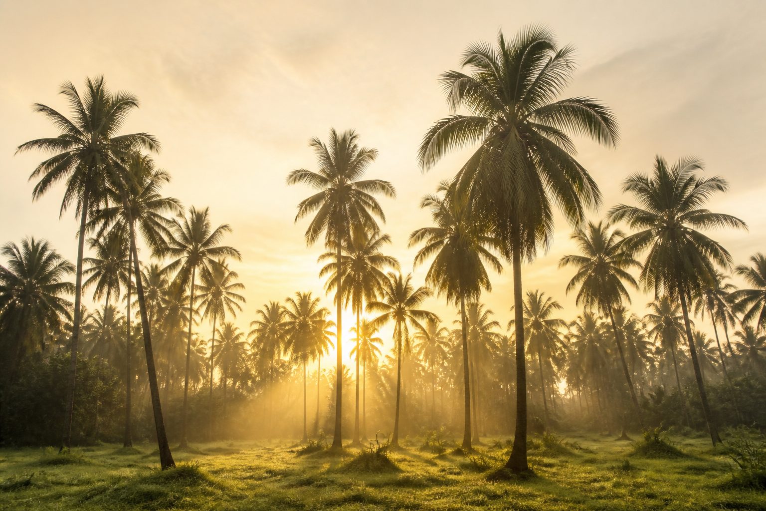 The full palms of the Pollachi grove at dawn, sun breaking low through the trunks into morning mist