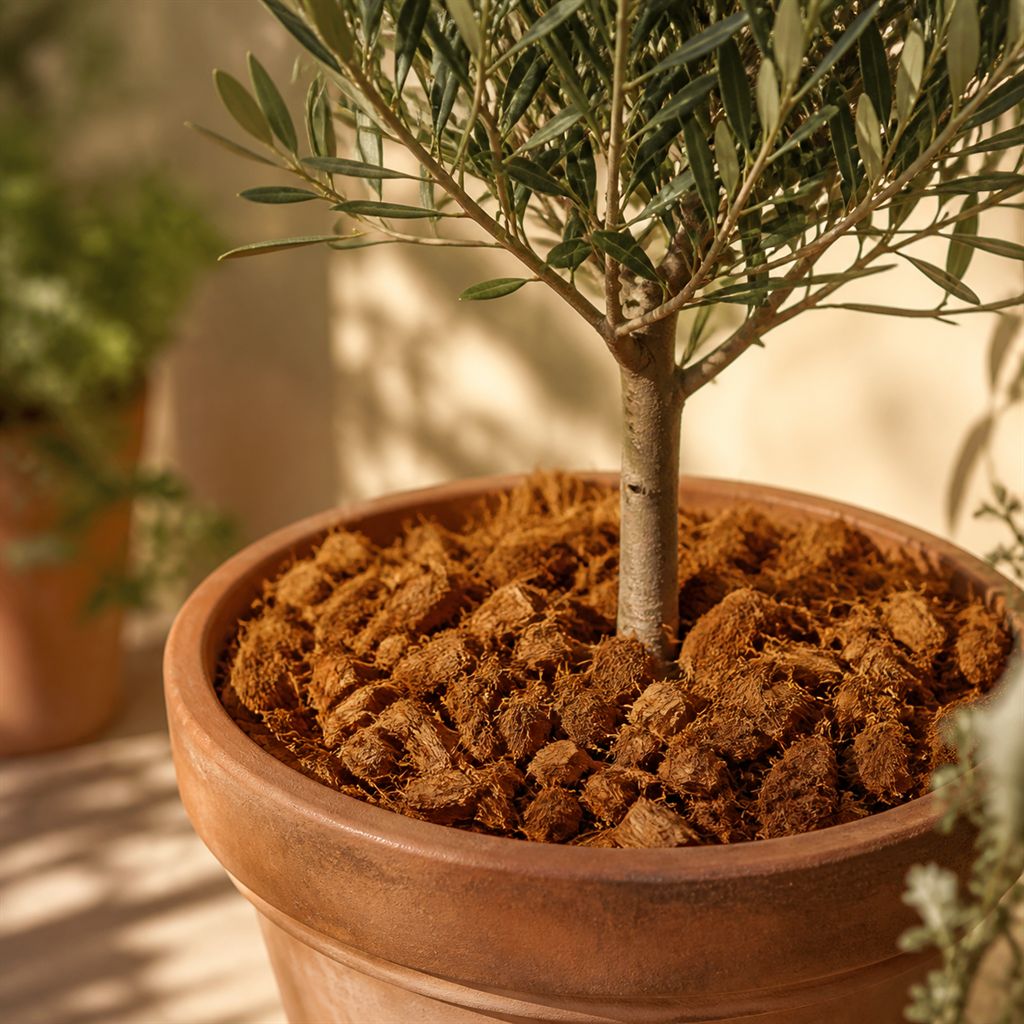 Golden coco husk mulch spread around the base of a young olive tree